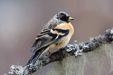 Brambling (Fringilla montifringilla) erkek baharda bir dala tünedi.