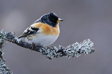 Brambling (Fringilla montifringilla) erkek baharda bir dala tünedi.