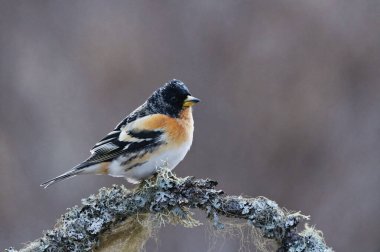 Brambling (Fringilla montifringilla) erkek baharda bir dala tünedi.