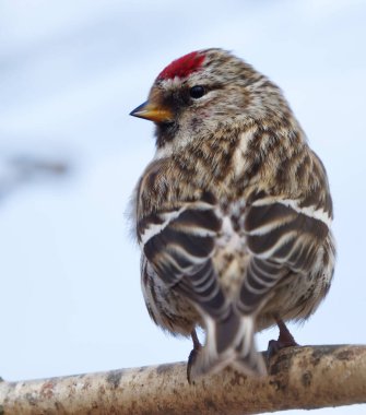 Common redpoll (Acanthis flammea) closeup sitting on a branch in spring. clipart