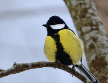 Great tit (Parus major) sitting on a branch in the forest in spring.