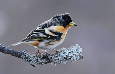 Brambling (Fringilla montifringilla) erkek baharda bir dala tünedi.