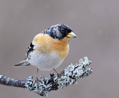 Brambling (Fringilla montifringilla) erkek baharda bir dala tünedi.