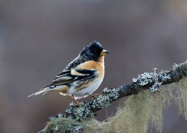 Brambling (Fringilla montifringilla) erkek baharda bir dala tünedi.