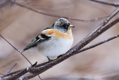 Brambling (Fringilla montifringilla) erkek baharda bir dala tünedi.
