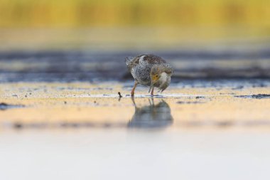 Ruff (Calidris pugnax) male feeding in the wetlands in summer. clipart