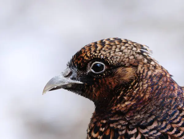 stock image Common pheasant (Phasianus colchicus) female closeup in spring.