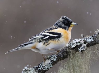 Yaban ördeği (Fringilla montifringilla) erkek, baharda bir dala tünemiş..