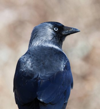 Batı karga (Coloeus monedula) baharda kapanıyor.