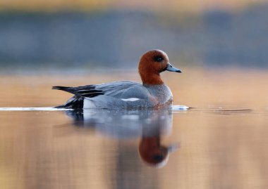 Avrasya Wigeon veya Avrasya genişliği (Anas penelope) erkek baharda gölde yüzer.