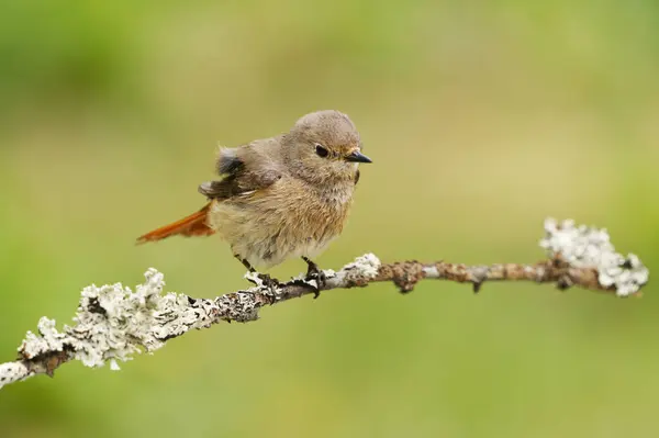 stock image Common redstart (Phoenicurus phoenicurus) female sitting on a branch in spring.