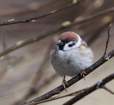 Avrasya ağaç serçesi (Passer montanus) baharda bir çalılıkta oturuyor.