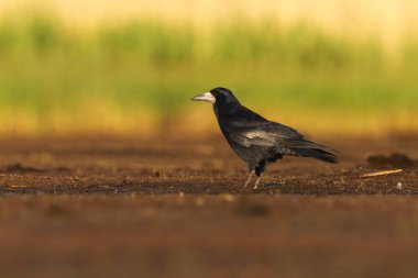 Kale (Corvus frugilegus) yazın sulak alanlarda yiyecek arıyor.