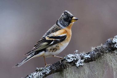 Brambling (Fringilla montifringilla) erkek baharda bir dala tünedi.