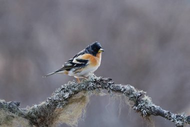 Brambling (Fringilla montifringilla) erkek baharda bir dala tünedi.