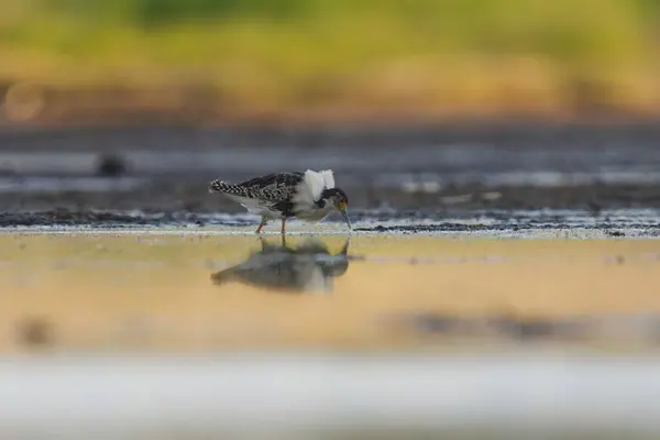 stock image Ruff (Calidris pugnax) male feeding in the wetlands in summer.