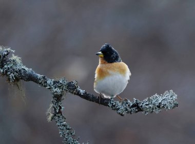 Brambling (Fringilla montifringilla) erkek baharda bir dala tünedi.