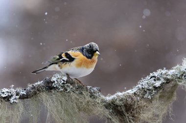 Yaban ördeği (Fringilla montifringilla) erkek, baharda bir dala tünemiş..