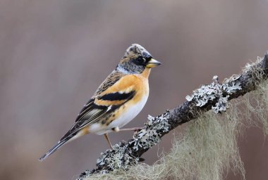 Brambling (Fringilla montifringilla) erkek baharda bir dala tünedi.