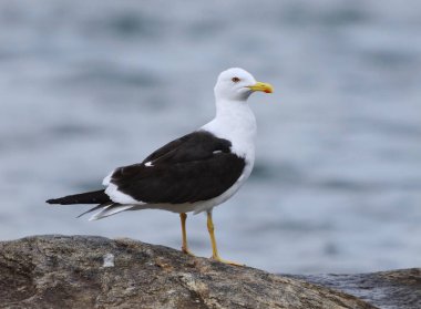Yazın bir kayanın üzerinde duran daha az siyah sırtlı martı (Larus fuscus).