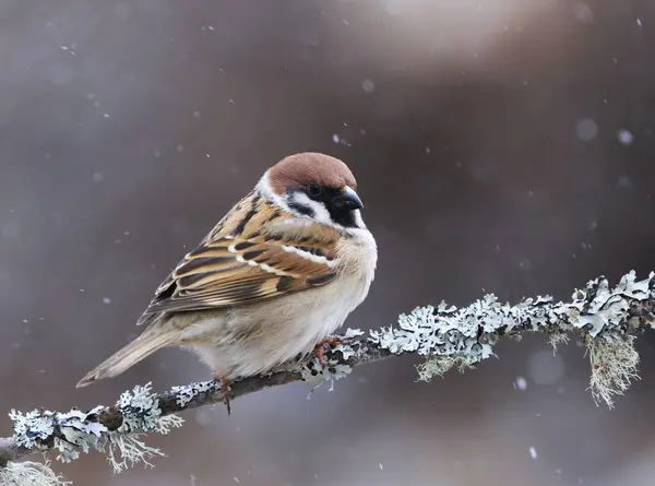 Avrasya ağaç serçesi (Passer montanus) baharın başlarında bahçede bir dalda oturur..