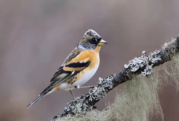 stock image Brambling (Fringilla montifringilla) male perched on a branch in spring.