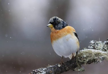Yaban ördeği (Fringilla montifringilla) erkek, baharda bir dala tünemiş..