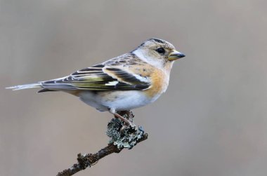 Brambling (Fringilla montifringilla) female perched on a branch in spring
