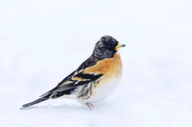 İlkbaharın başında kar üzerinde duran (Fringilla montifringilla) erkek.