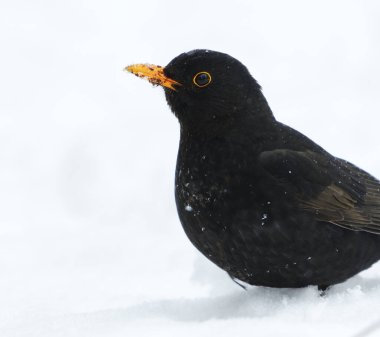 Avrasya karatavuğu veya yaygın karatavuk (Turdus merula) erkek kapanış baharın başında karda duruyor.