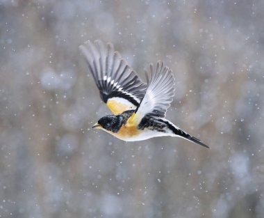 Böğürtlen çalısı (Fringilla montifringilla) erkek baharın başlarında kar yağışı altında uçuyor.