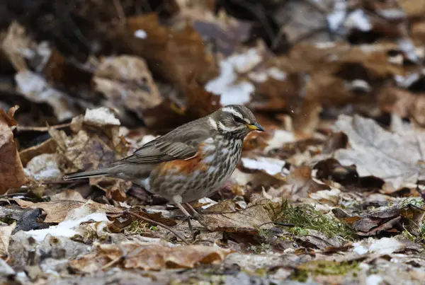 stock image Redwing (turdus iliacus) in snowfall looking for food in the garden in spring.