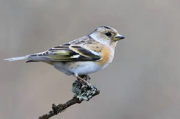 stock image Brambling (Fringilla montifringilla) female perched on a branch in spring