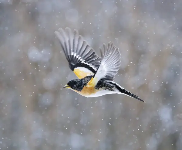 stock image Brambling (Fringilla montifringilla) male flying in snowfall in early spring.