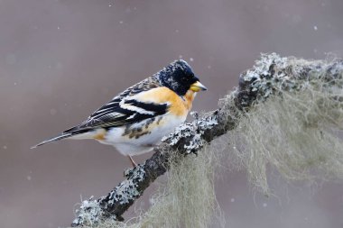 Yaban ördeği (Fringilla montifringilla) erkek, baharda bir dala tünemiş..