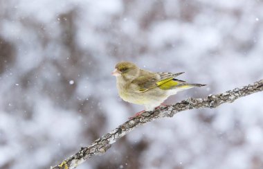 Yeşil ispinoz (Chloris chloris) dişi ilkbaharın başlarında kar yağışında bir dalda oturuyor..