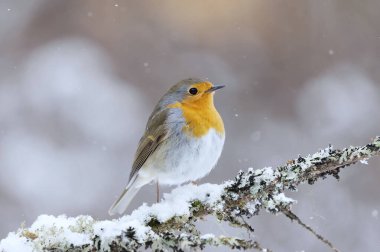 European robin (erithacus rubecula) in snowfall sitting on a branch in early spring.