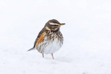 İlkbaharın başlarında karda duran Kırmızı Kanat (turdus iliacus). 