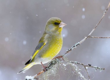 Yeşil ispinoz (Chloris chloris) erkek baharın başlarında kar yağışında bir dalda oturuyor.
