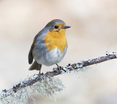 Avrupa bülbülü (erithacus rubecula) baharda bir dalda oturur.