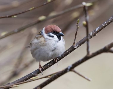 Eurasian tree sparrow (Passer montanus) sitting on a branch in the garden in spring.