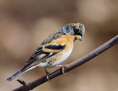 Brambling (Fringilla montifringilla) erkek baharda bir dala tünedi.
