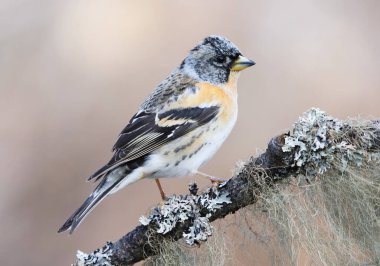 Brambling (Fringilla montifringilla) erkek baharda bir dala tünedi.
