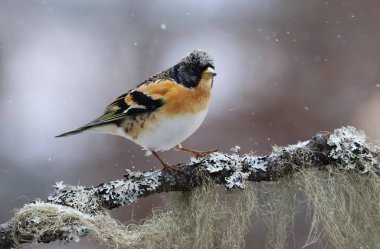 Yaban ördeği (Fringilla montifringilla) erkek, baharda bir dala tünemiş..