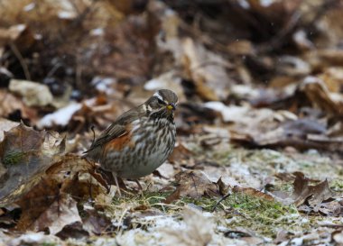Kırmızı kanat (turdus iliacus) ilkbaharda bahçede yiyecek arıyor.