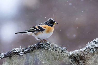Yaban ördeği (Fringilla montifringilla) erkek, baharda bir dala tünemiş..