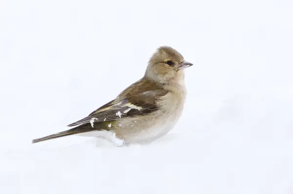 stock image Common chaffinch (Fringilla coelebs) female in the snow in winter.