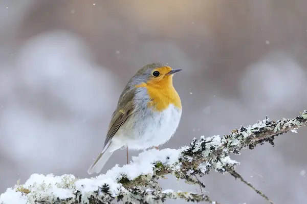 European robin (erithacus rubecula) in snowfall sitting on a branch in early spring.