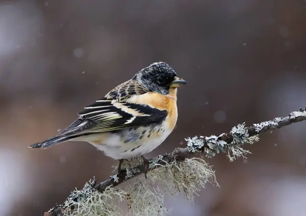 stock image Brambling (Fringilla montifringilla) male in snowfall perched on a branch in spring.