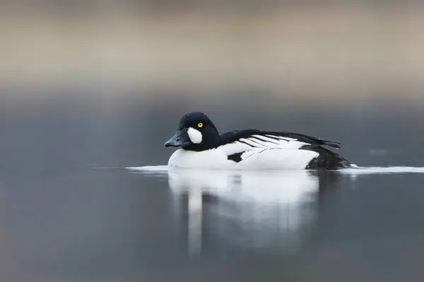 stock image Common goldeneye (Bucephala clangula) male swimming in the lake in spring.